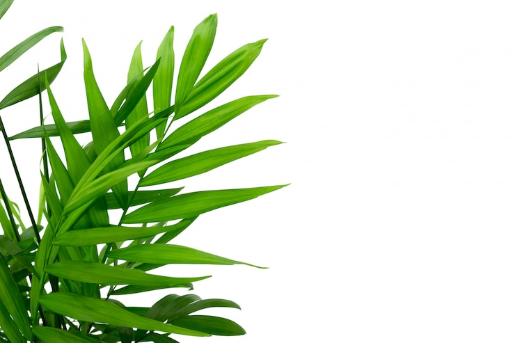 Photo green leaves on white