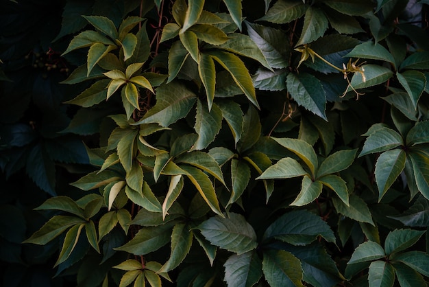 Green leaves of wild grapes vine natural background, green wall covered with colorful leaves