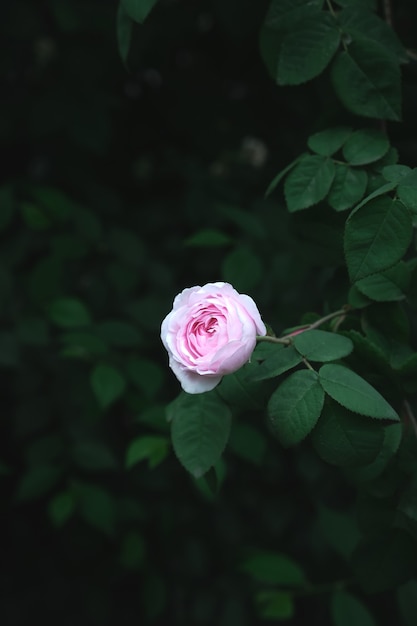 緑の葉と野生のバラの背景。コピースペースのある野生のバラの茂み。色調が濃いです。緑の葉のテクスチャの背景。写真のコンセプトの自然と植物。