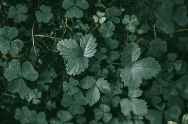 Green leaves of wild strawberry. Top view, background, dark light.