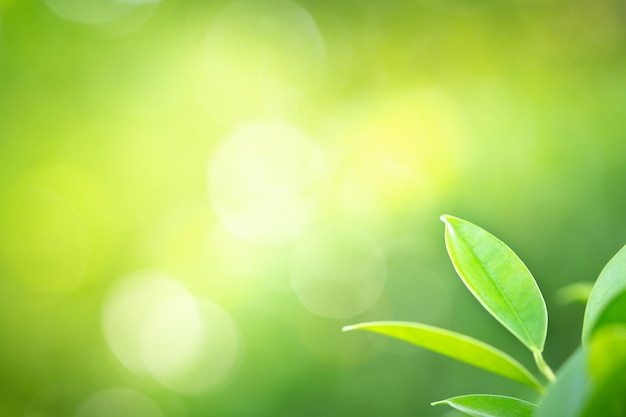 Green leaves with beauty bokeh for nature and freshness background