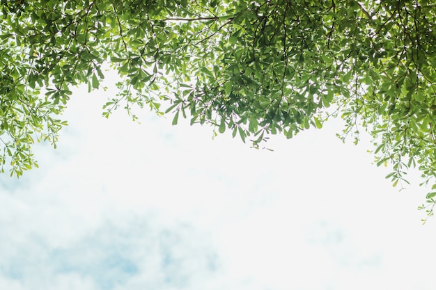 Green leaves with a blue sky background