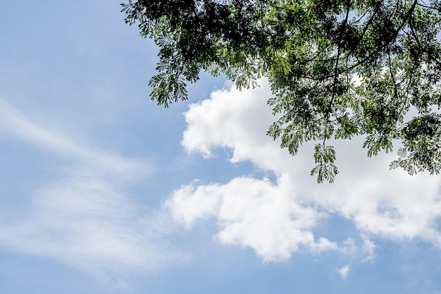 Зеленые листья с голубым небом и белыми облаками