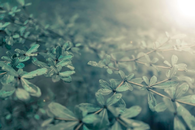 green leaves with dew drops fresh nature background