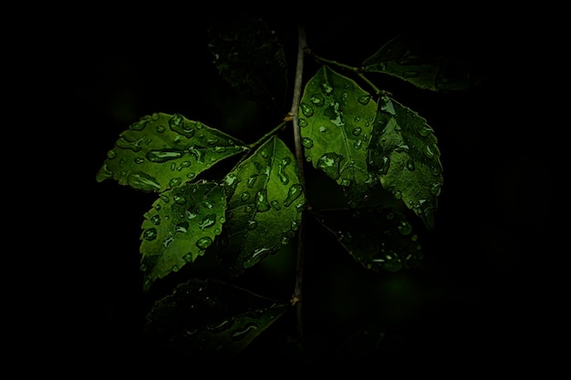 green leaves with dew drops  nature background