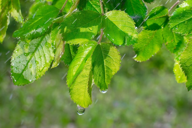 Green leaves with dew drops