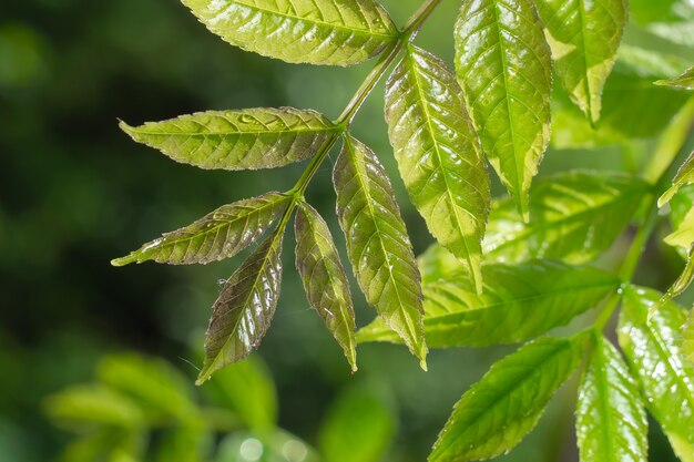 Green leaves with dew drops