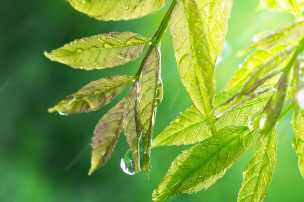 Green leaves with dew drops