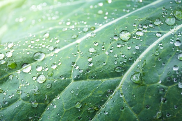 Green leaves with drops rains water Nature green plant background Low key lighting