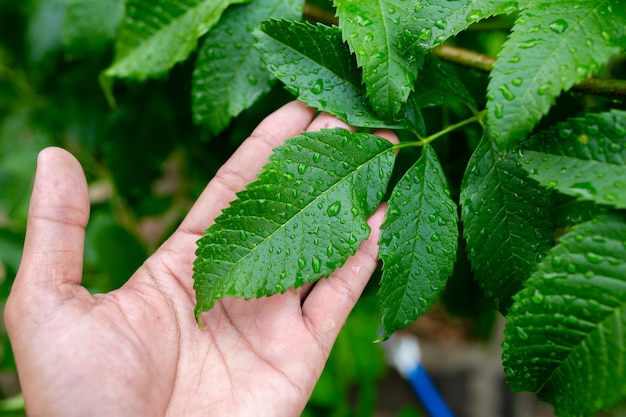 Green leaves with drops of water after the rain Natural background