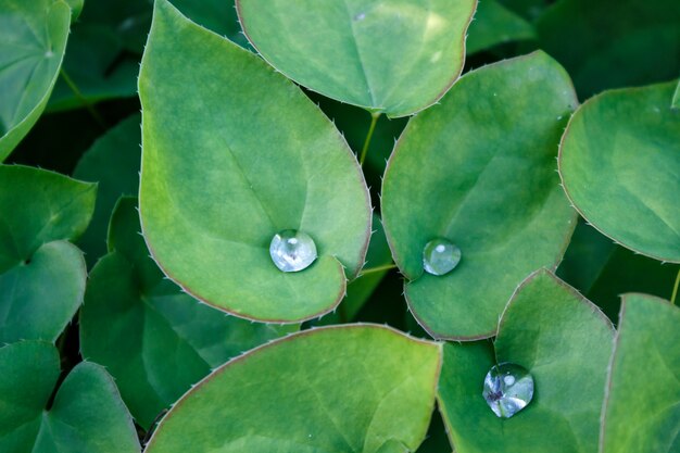 Green leaves with drops of water