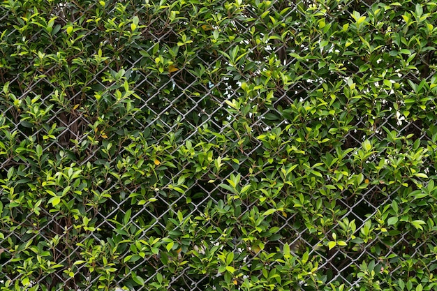 green leaves with metal fence