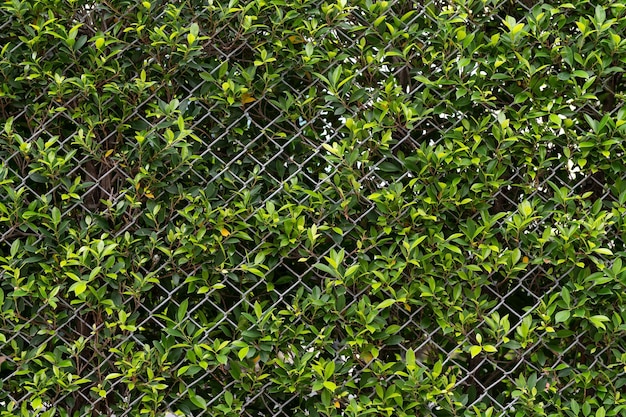 Green leaves with metal fence