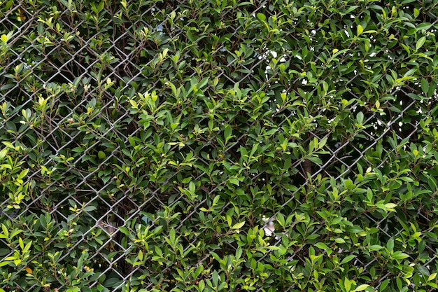 Photo green leaves with metal fence