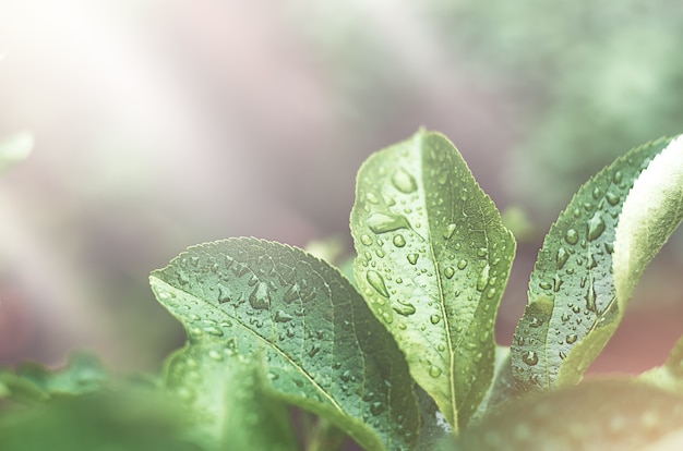 ハイライトとぼやけた背景に雨滴と緑の葉