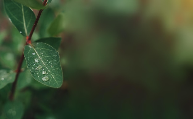 green leaves with raindrops, colorful soothing desktop wallpaper, space for text