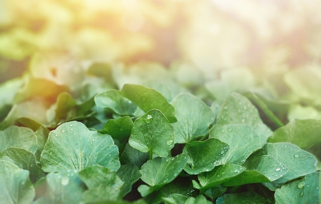 Green leaves with raindrops natural background