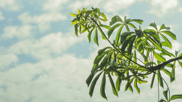 Photo green leaves with sky in daylight