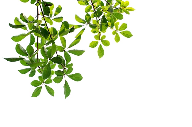 Green leaves with sun on white background