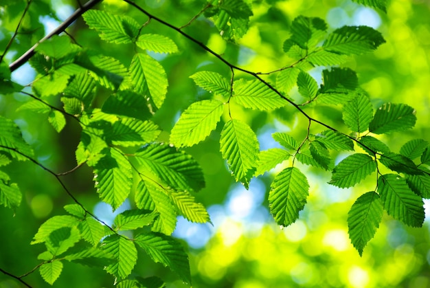 Foglie verdi con luce solare