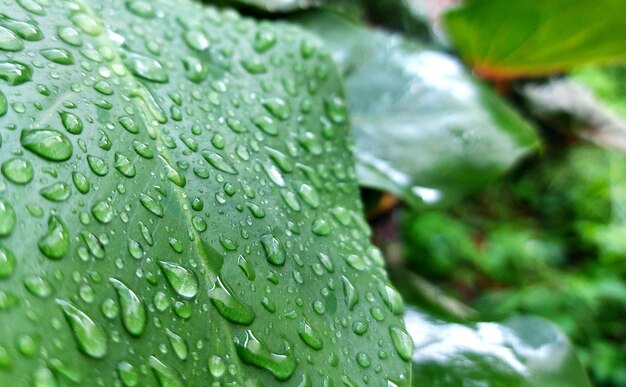 Foto foglie verdi con gocce d'acqua sulle foglie