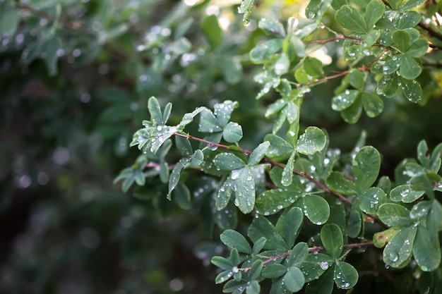 Green leaves with water drops after the rain