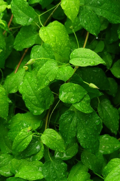 雨上がりの水滴と緑の葉