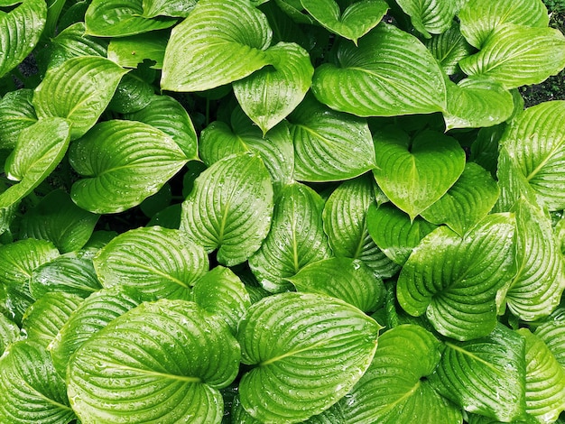 Green leaves with water drops Hosta