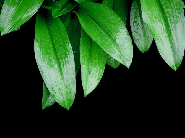 Green leaves with water drops isolated on black background