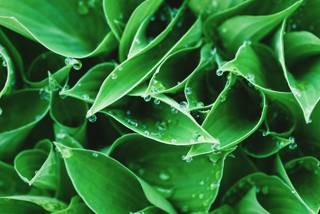 緑の葉と水滴、植物の背景