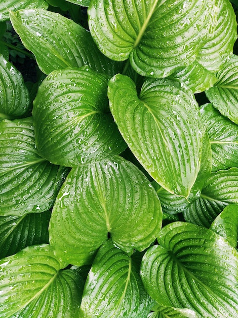 Green leaves with water drops