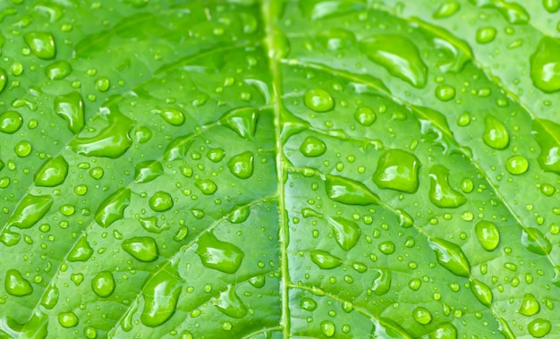 물 스플래시가 있는 녹색 잎은 자연 배경에 대해 초점을 선택했습니다.