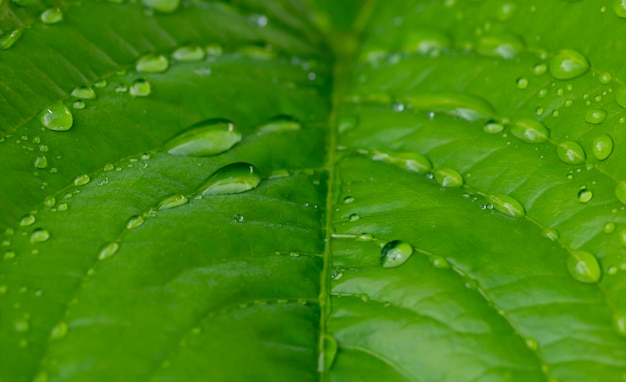 Green leaves with water splash selected focus for natural background