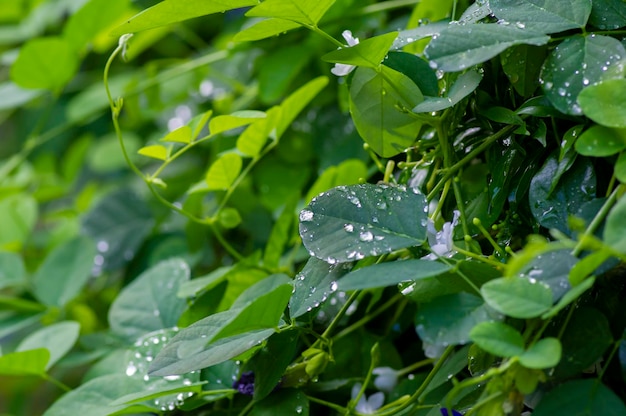 Зеленые листья с брызгами воды выбрали фокус для естественного фона