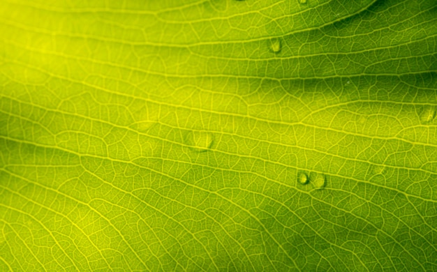 Green leaves with water splash selected focus for natural background