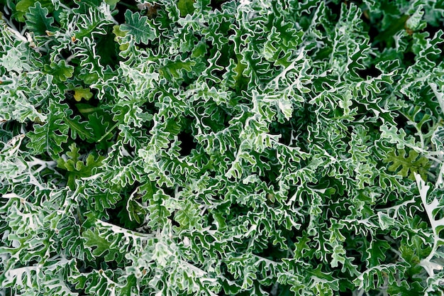 Green leaves with white edging closeup