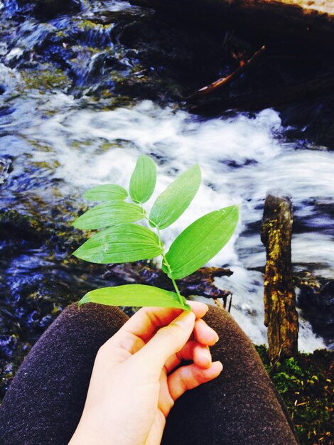 Photo green leaves in womans hand