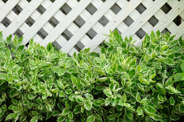 Green leaves and wood wall