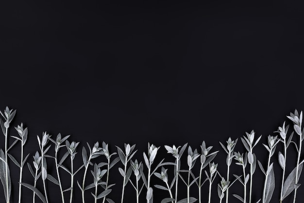 Foto assenzio verde delle foglie verdi sul nero.