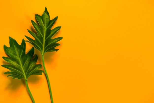 Green leaves of on yellow background and copy space.