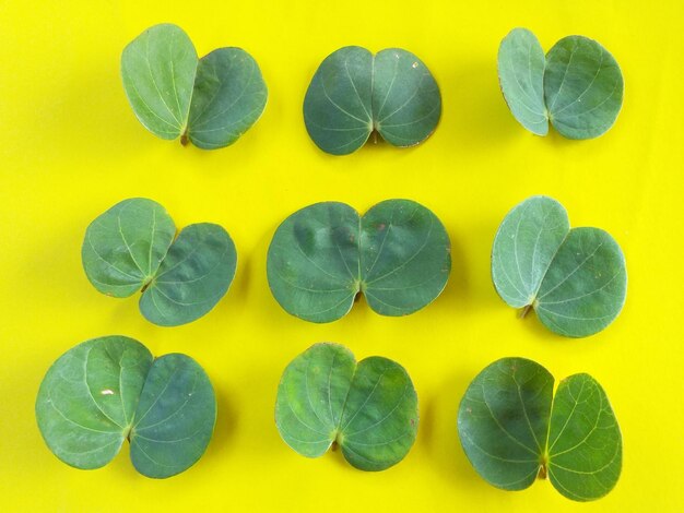 Green leaves and yellow backgrounds