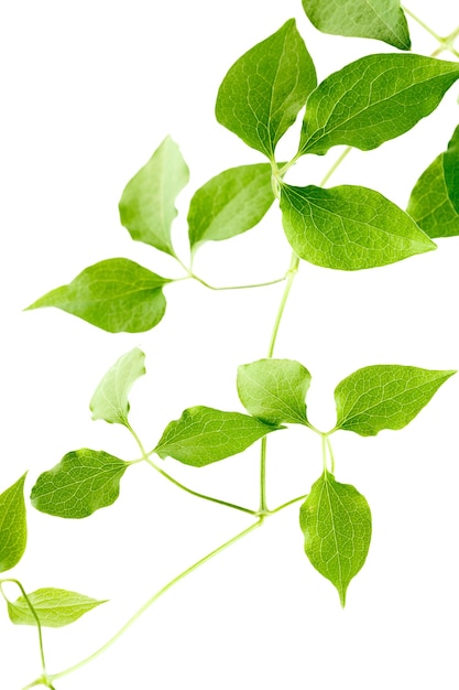 Green leaves of a young plant are isolated on a white background