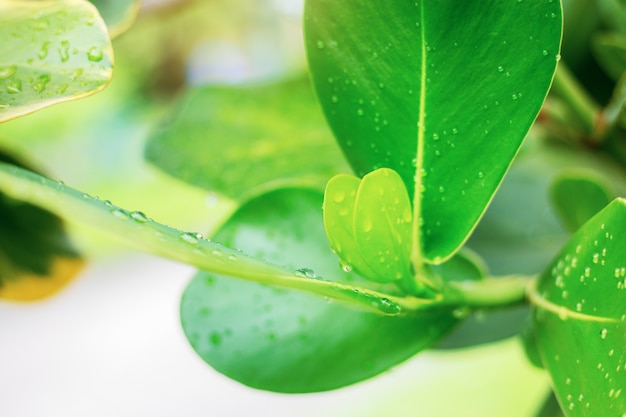 Green leaves of young with sunrise.