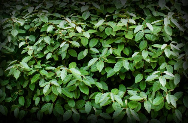 Green leaves for your background