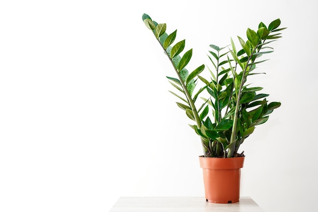 Green leaves of zamioculcas on white background