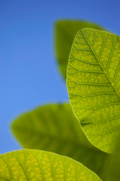 Green leaves