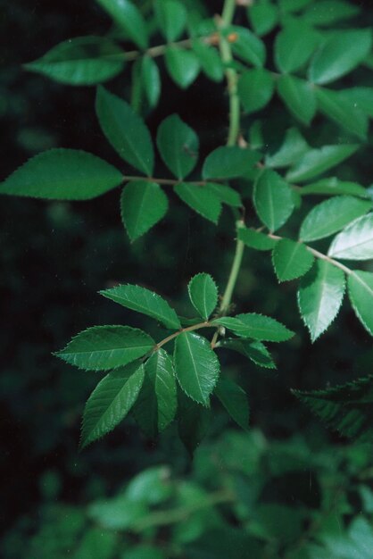 Green leaves