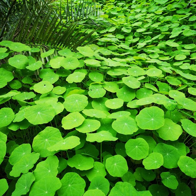 Photo green leaves