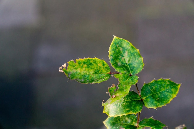 Green leaves