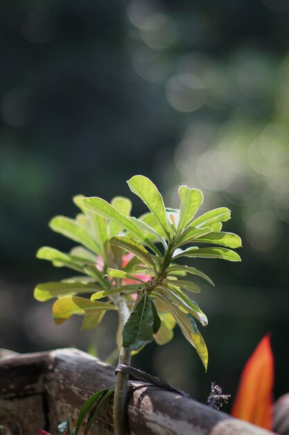 green leaves